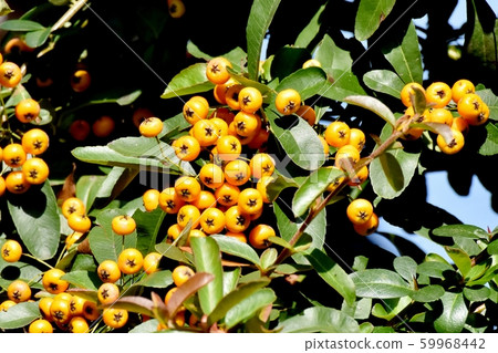 Mitaka Nakahara will become an orange piracanca (tachibana modoki) fruit 59968442