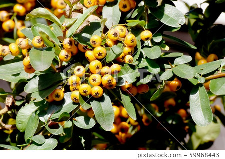 Mitaka Nakahara will become an orange piracanca (tachibana modoki) fruit 59968443