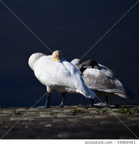 Whooper swan family, adult bird, young bird, nap, relaxation, chickfish, Japan, Chiba, November 2019 Whooper swan family, adult bird, young bird, nap, relaxation, chickfish, Japan, Chiba, November 2019 59968461