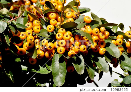 Mitaka Nakahara will become an orange piracanca (tachibana modoki) fruit 59968465