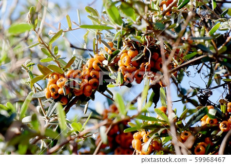 三鷹中原將成為橙色piracanca（tachibana modoki）水果 59968467