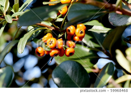 三鷹中原將成為橙色piracanca（tachibana modoki）水果 59968468