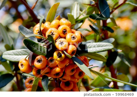 三鷹中原將成為橙色piracanca(tachibana modoki)水果 三鷹中原將成為橙色piracanca(tachibana modoki)水果 59968469