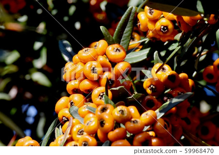Mitaka Nakahara will become an orange piracanca (tachibana modoki) fruit Mitaka Nakahara will become an orange piracanca (tachibana modoki) fruit 59968470