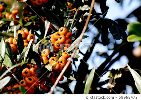 三鷹中原將成為橙色piracanca(tachibana modoki)水果 三鷹中原將成為橙色piracanca(tachibana modoki)水果 59968472