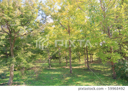 Autumn park Kunugi forest Autumn park Kunugi forest 59968492