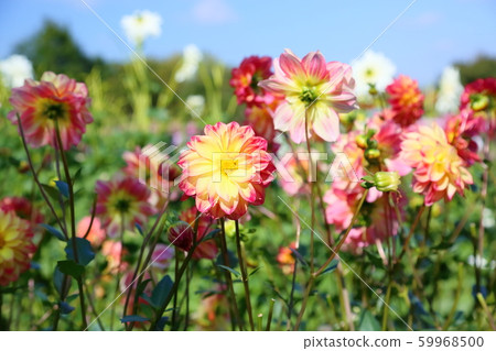 大麗花花 59968500