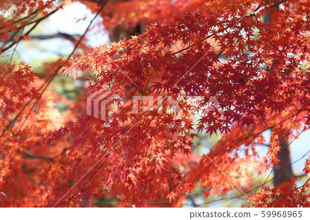 吉野聖秋葉 59968965