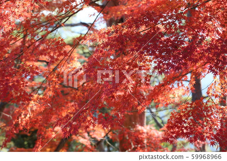 吉野聖秋葉 59968966