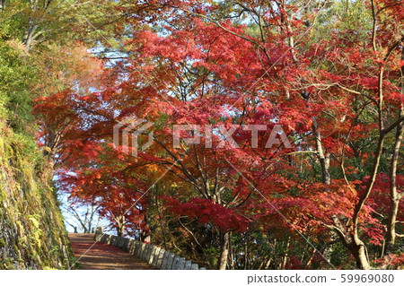 Yoshino-san autumn leaves 59969080