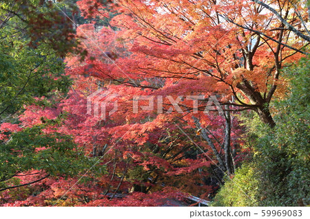 Yoshino-san autumn leaves Yoshino-san autumn leaves 59969083