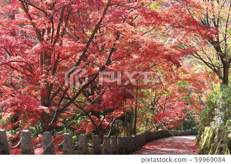 Yoshino-san autumn leaves Yoshino-san autumn leaves 59969084