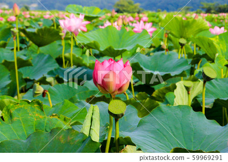 Lotus of Izunuma 59969291