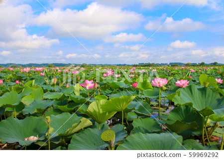 伊豆沼的蓮花 伊豆沼的蓮花 59969292