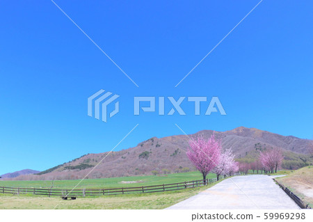 Cherry blossoms 59969298