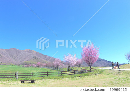 Cherry blossoms 59969415