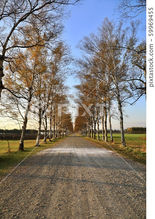 深秋的十勝農場 59969455