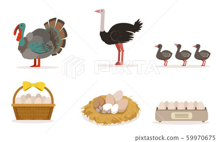 Poultry Farm With Turkey, Ostrich, Little Birds And Eggs Vector Illustration Set Isolated On White Background 59970675