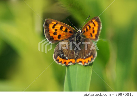 autumn autumn 59970813