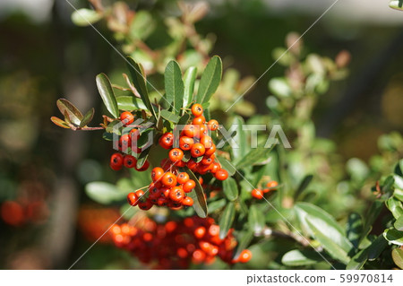 autumn autumn 59970814