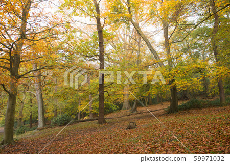 British autumn leaves fall 59971032