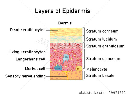 Vector illustration with structure of dermis for medical and educational pictures isolated Vector illustration with structure of dermis for medical and educational pictures isolated 59971211