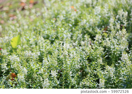 Angelonian flowers 59972526