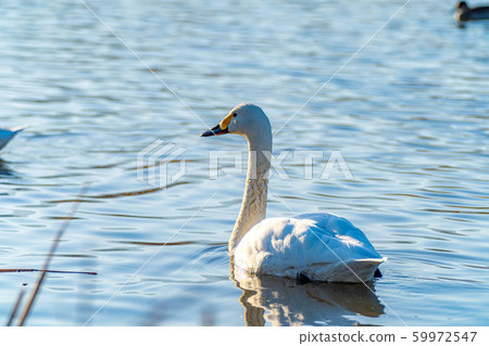 Azumino Mihoda Recreation Area Swan illuminated by the setting sun [Nagano Prefecture] 59972547