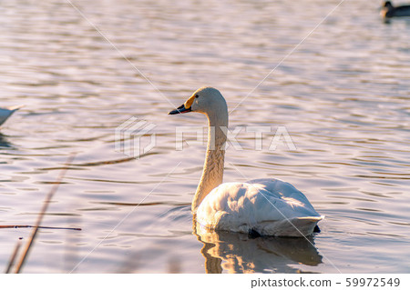 Azumino Mihoda Recreation Area Swan illuminated by the setting sun [Nagano Prefecture] 59972549