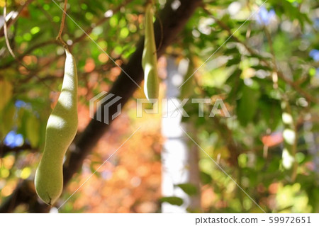 Fuji beans during autumn foliage season 59972651
