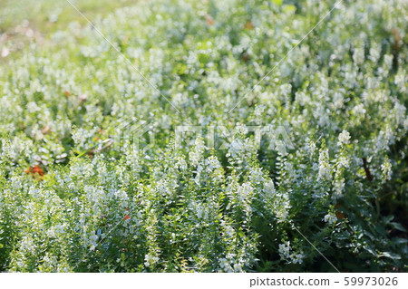 Angelonian flowers Angelonian flowers 59973026