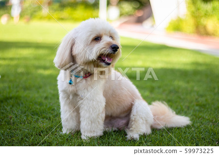 Looking up brown cute poodle sitting on ground Looking up brown cute poodle sitting on ground 59973225