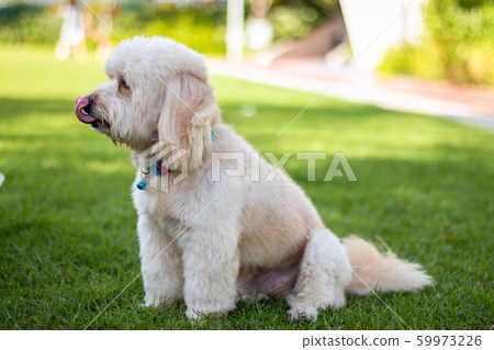 Looking up brown cute poodle sitting on ground Looking up brown cute poodle sitting on ground 59973226