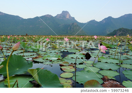 Bean of India or Sacred Lotus blossom in lake, Rock cliff and green forest on limestone mountain on the vast wetland at Khao Sam Roi Yot National Park , Thailand Bean of India or Sacred Lotus blossom in lake, Rock cliff and green forest on limestone mountain on the vast wetland at Khao Sam Roi Yot National Park , Thailand 59973246