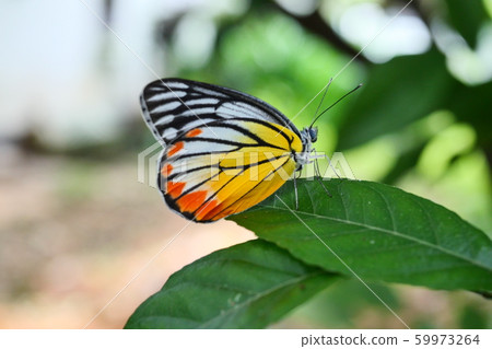 The Painted Jezebel (Delias hyparete) Butterfly on green leaf with natural green background, Yellow with orange and black color stripes on white wing The Painted Jezebel (Delias hyparete) Butterfly on green leaf with natural green background, Yellow with orange and black color stripes on white wing 59973264