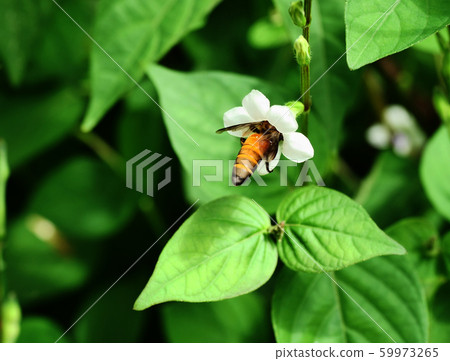 Giant honey bee seeking nectar on white flower in field with natural green background, Thailand Giant honey bee seeking nectar on white flower in field with natural green background, Thailand 59973265