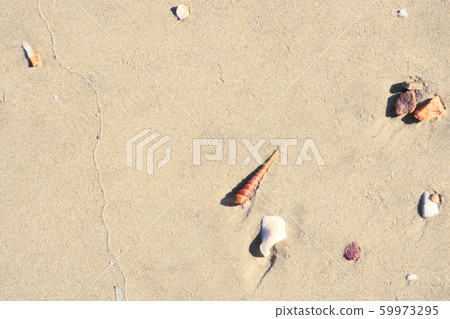 Bight brown sand and sea shells or Bivalve on the beach Bight brown sand and sea shells or Bivalve on the beach 59973295