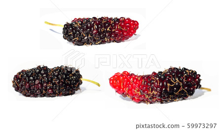Three Mulberries isolated on white background,, Red and purple color, The red and dark purple color of the mulberry fruit Three Mulberries isolated on white background,, Red and purple color, The red and dark purple color of the mulberry fruit 59973297
