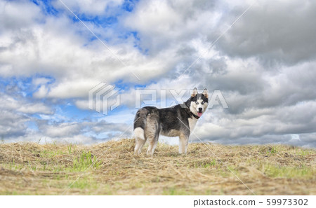 siberian husky 59973302