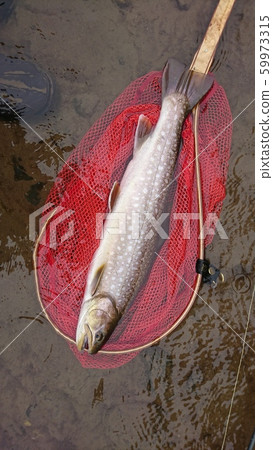 Amemasu Rain Trout Large Over 70cm Amemasu Rain Trout Large Over 70cm 59973315