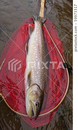 雨鱒魚 70cm 以上 大型 北海道 道東溪流 雨鱒魚 70cm 以上 大型 北海道 道東溪流 59973317