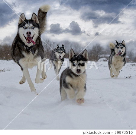 huskies playing 59973510