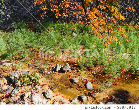 淀川公園附近的櫻花秋色的河邊 59973918