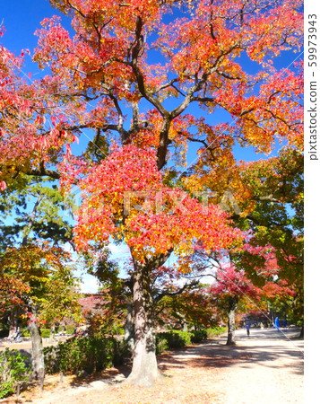 Autumn leaves of the big three-necked goby at Yodogawa Park, Korakuen Exit Autumn leaves of the big three-necked goby at Yodogawa Park, Korakuen Exit 59973943