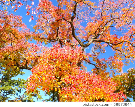 後樂園出口淀川公園大三頸蝦虎魚的秋葉 59973944