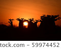 Futtsucho Baobab Sunset 59974452