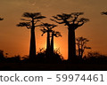 Baobab evening scene 59974461