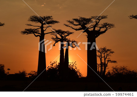 Baobab evening scene 59974461