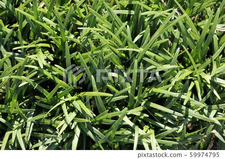 Ryunohige Ryunohige 59974795