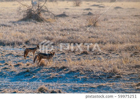 Two Hunting Jackal in Etosha Two Hunting Jackal in Etosha 59975251